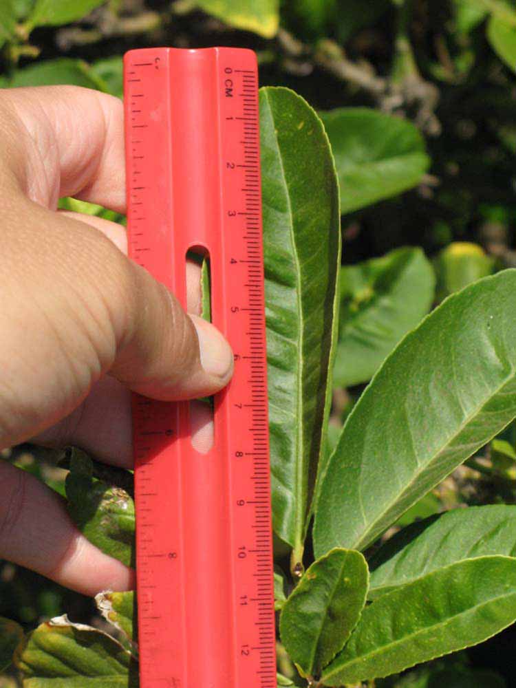              Unifoliolate leaf (Riverside, CA)       